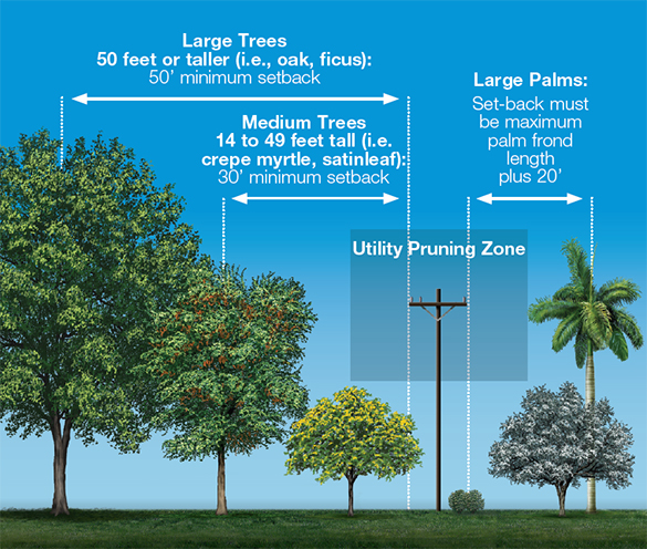 FPL trees and powerlines set-back distances